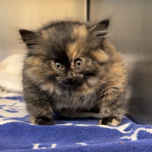 το-γατάκι-μπαλόνι-που-συνεπήρε-τα-soci-564123580