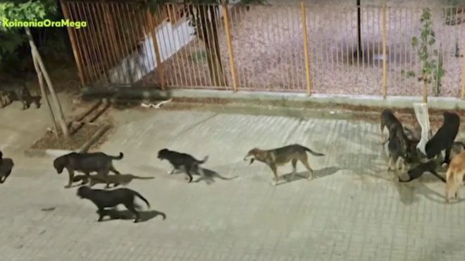 κατερίνη-σε-μεθ-τουρίστρια-από-επίθεσ-564123694