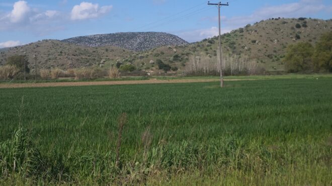 γιατί-η-αγριοαγκινάρα-είναι-μια-από-τι-564149902