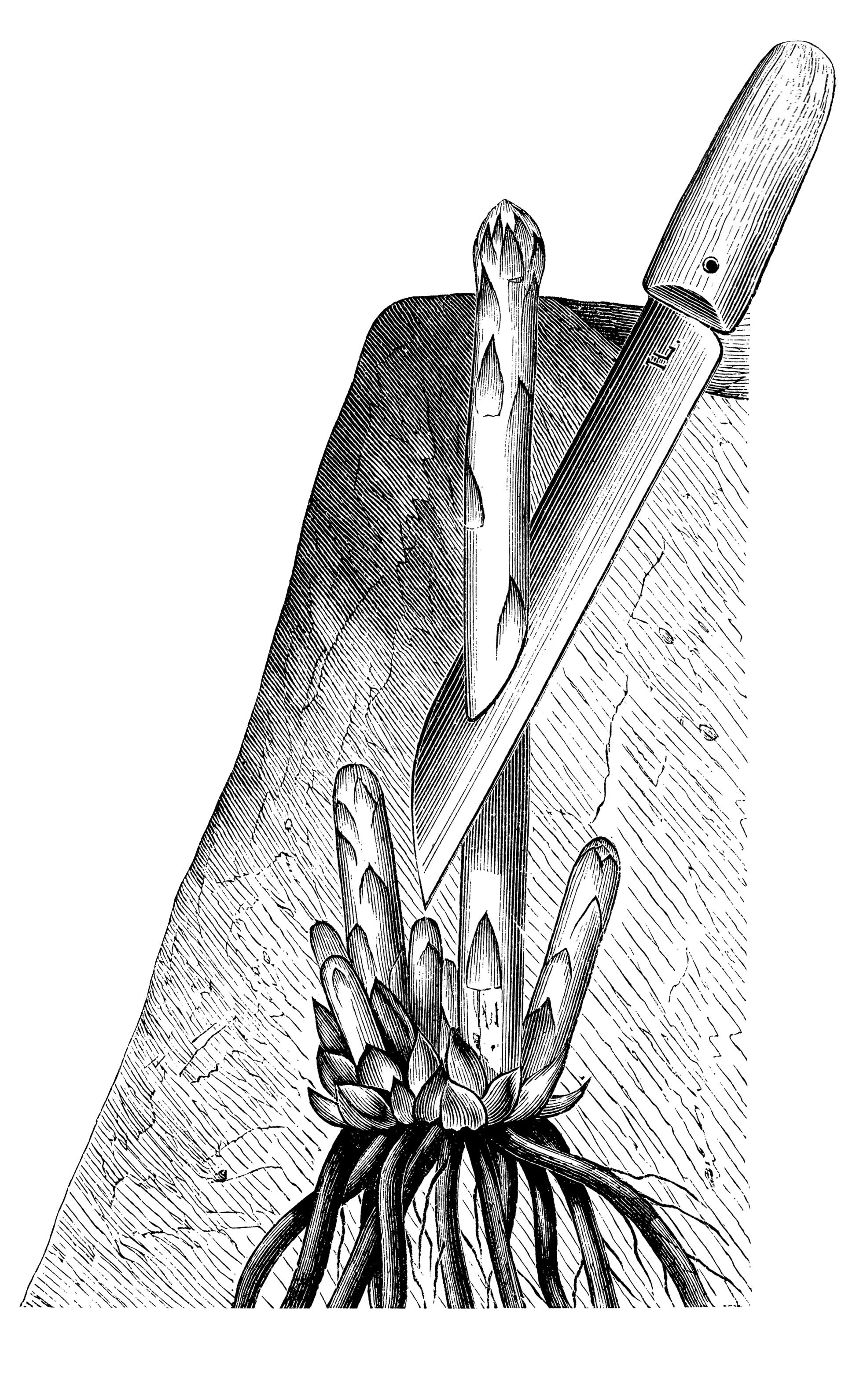 Το εκλεκτό λαχανικό με την ήπια αντιοξειδωτική δράση-1