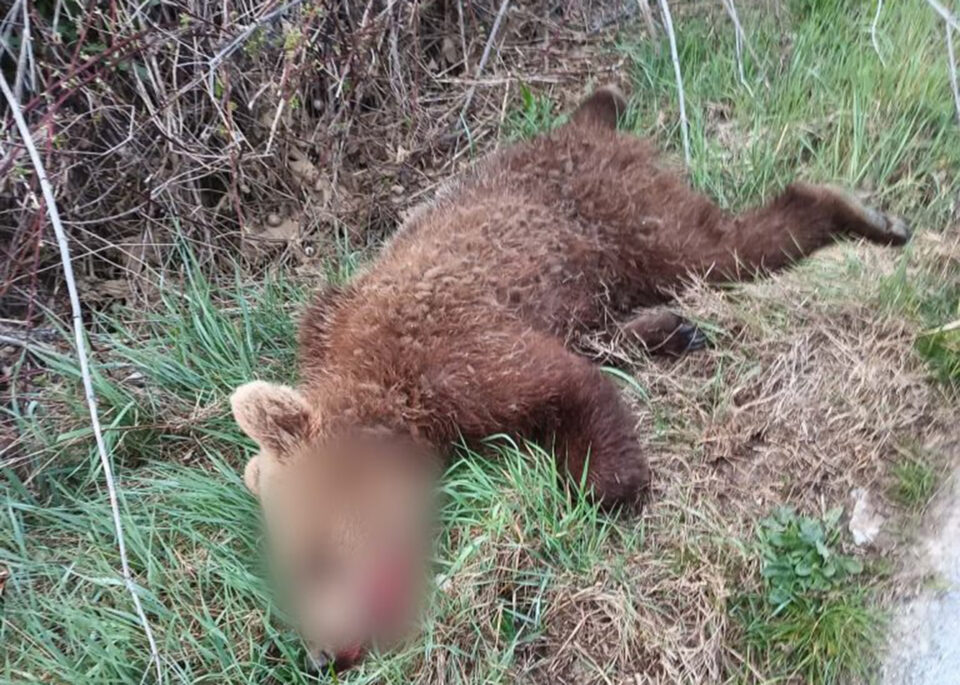 Τροχαίο με νεκρό αρκουδάκι έξω από το Δροσερό Κοζάνης-1