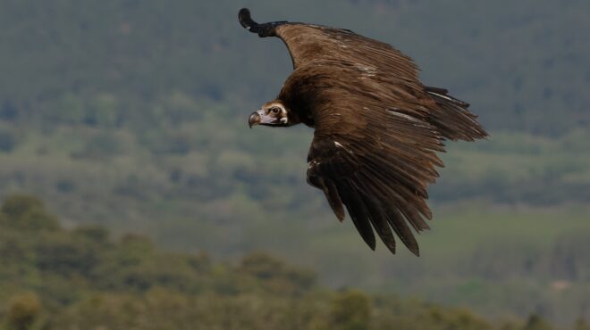 παγίδα-θανάτου-για-μαυρόγυπες-στο-πάρ-564128929