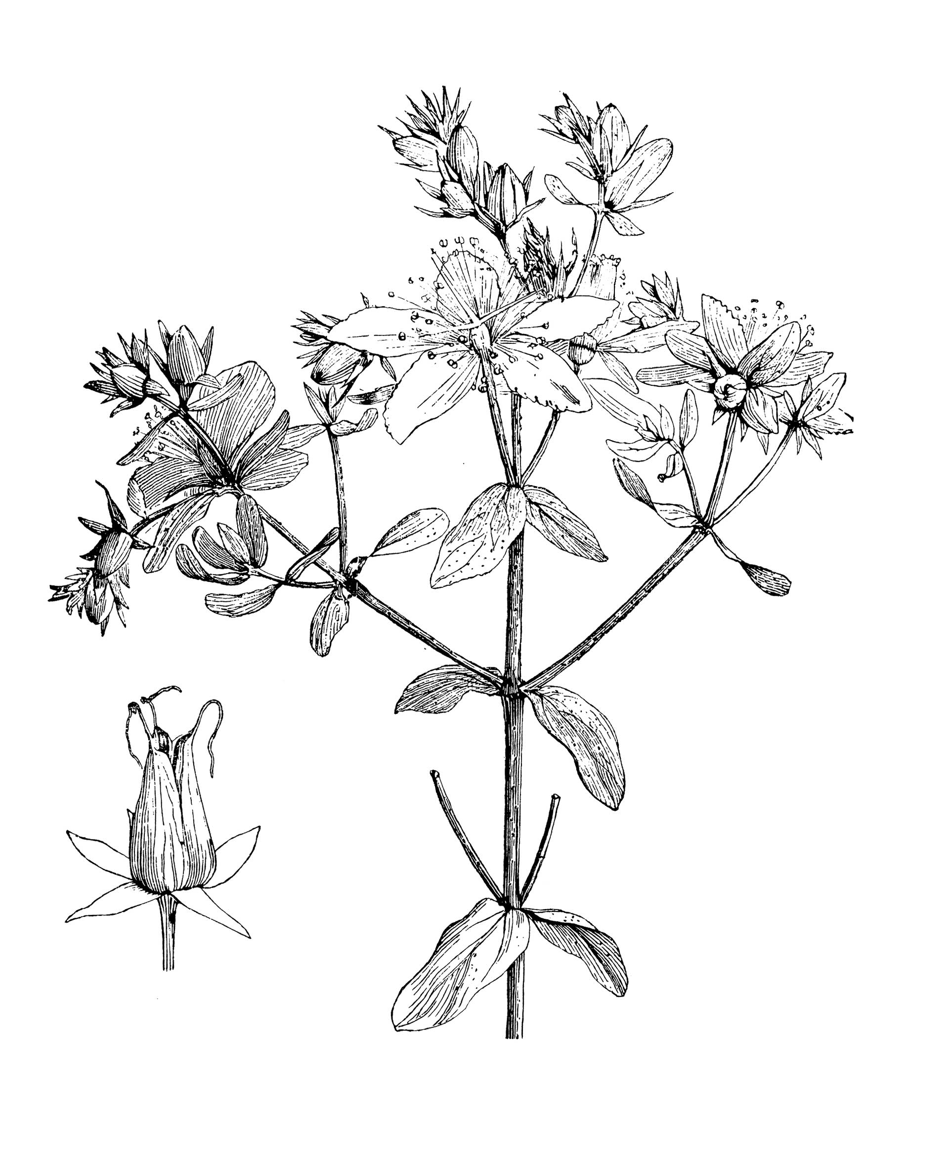 Το βότανο που ανακουφίζει από την ήπια κατάθλιψη-1