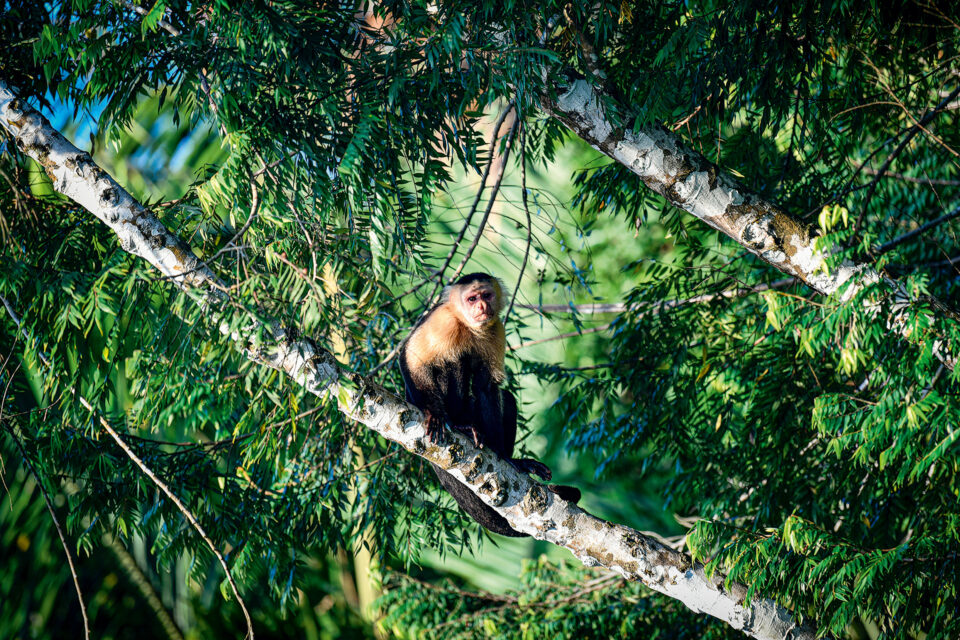 Παναμάς: Πώς η κλιματική κρίση ραγίζει έναν εξωτικό παράδεισο-4