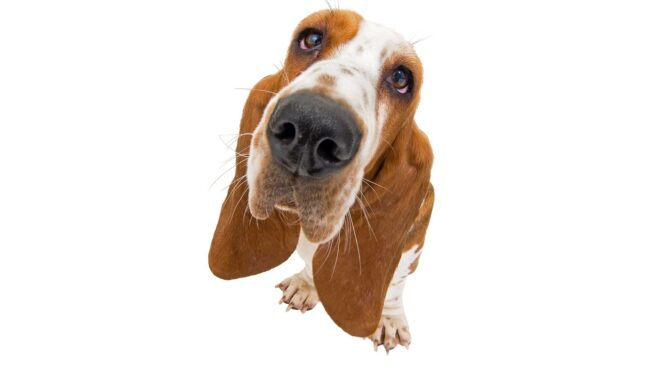 γιατί-δεν-πρέπει-να-τραβάτε-τον-σκύλο-σ-564122350