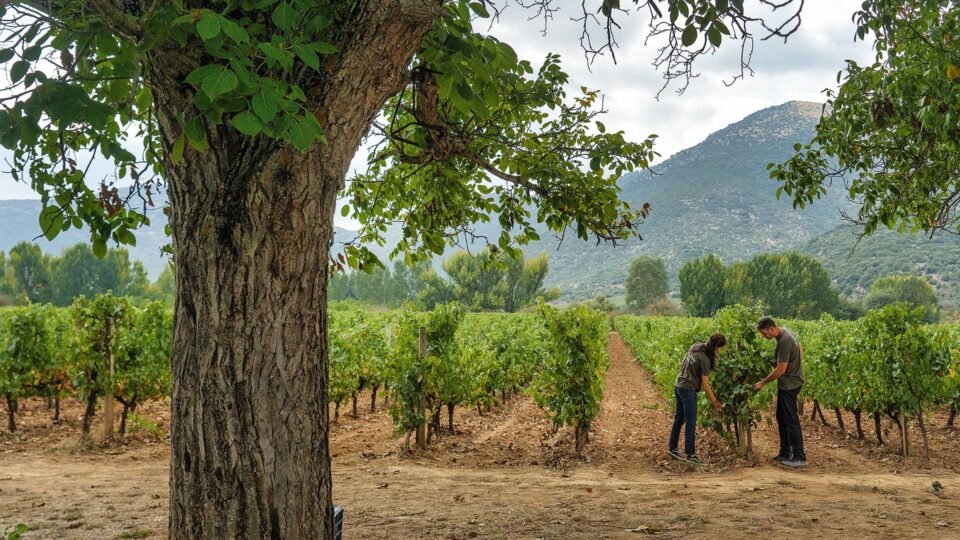 Η δεύτερη ζωή του Μοσχοφίλερου-3