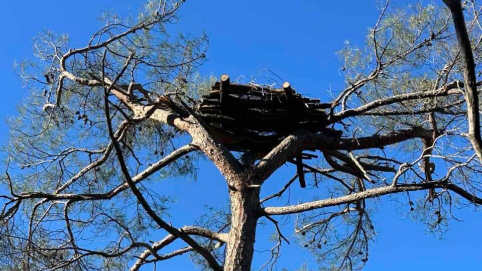 Γεννήθηκαν οι πρώτοι μαυρόγυπες στις τεχνητές φωλιές της Δαδιάς-3