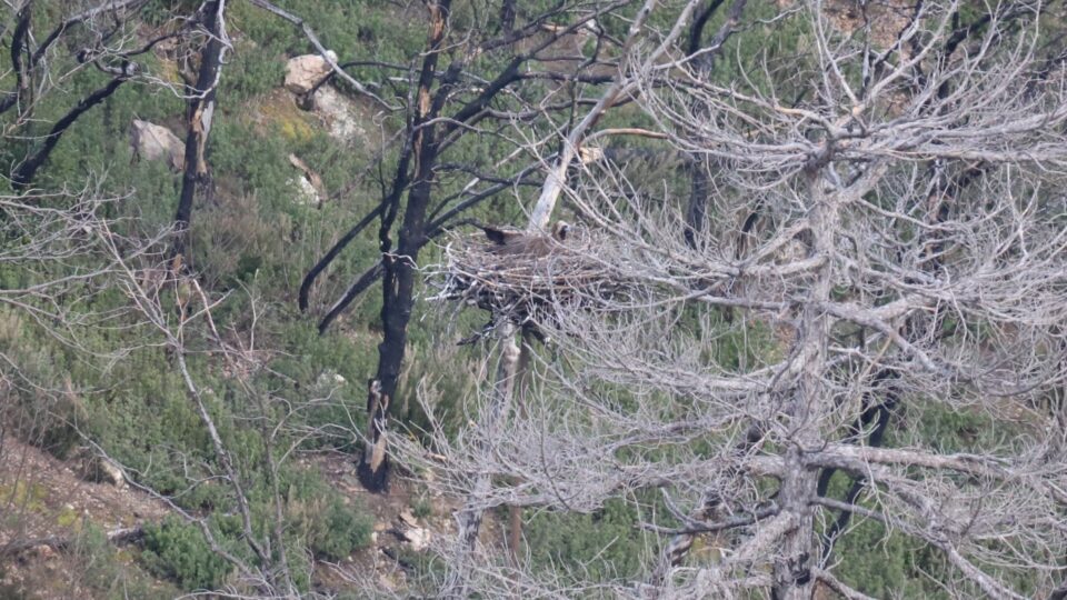 Γεννήθηκαν οι πρώτοι μαυρόγυπες στις τεχνητές φωλιές της Δαδιάς-2