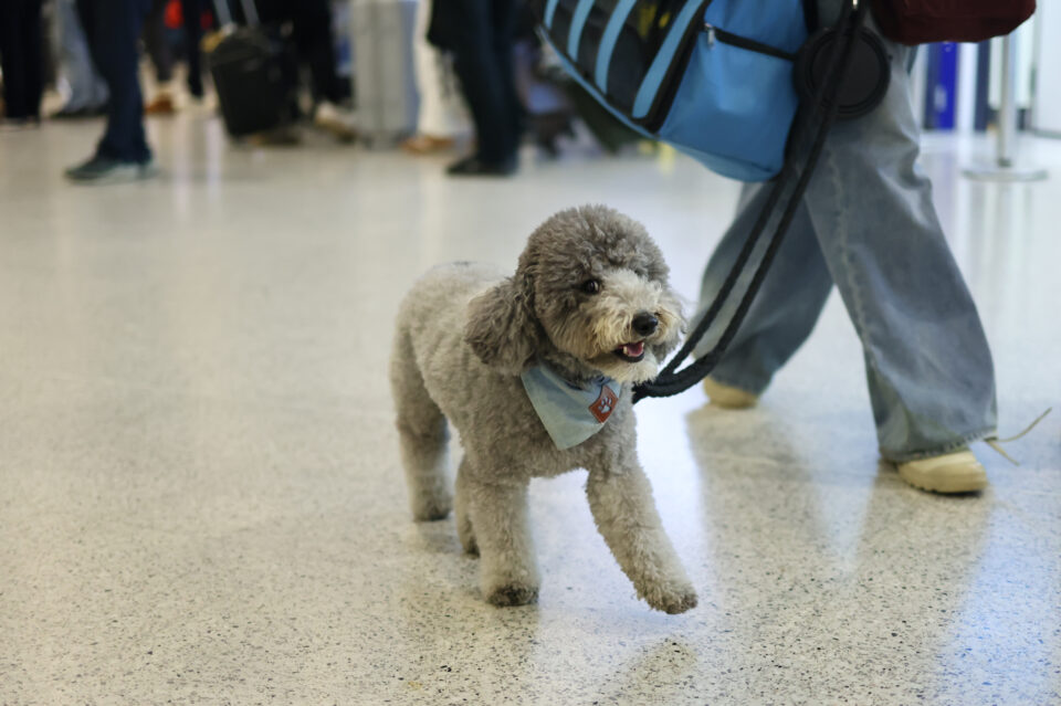 Ελληνες επέστρεψαν με τα κατοικίδιά τους από το Αμπου Ντάμπι-4