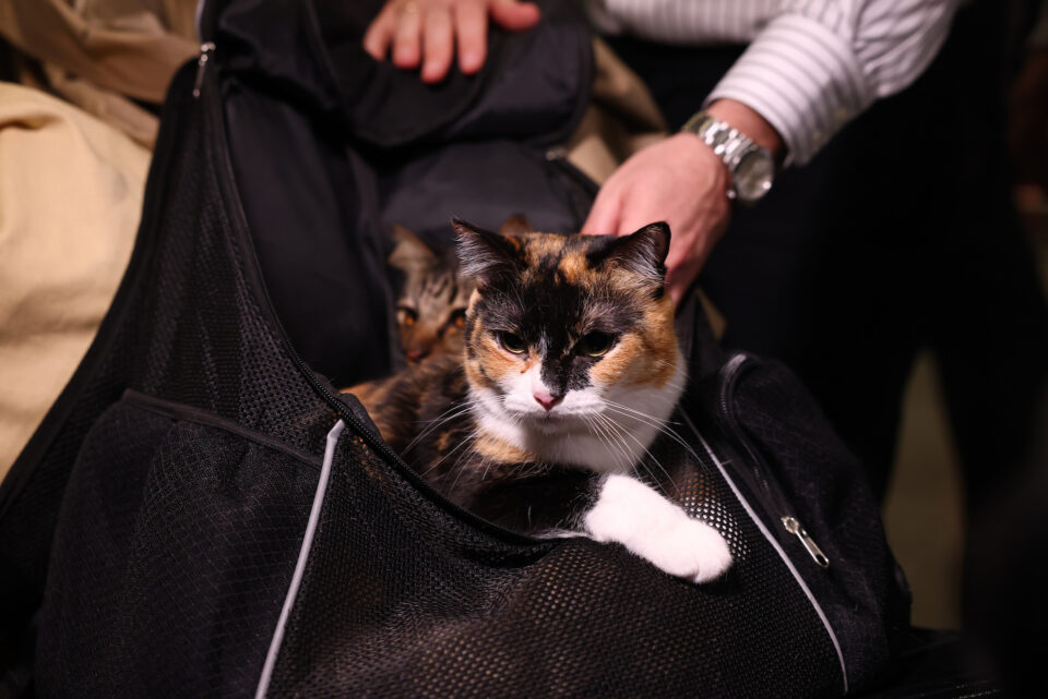 Ελληνες επέστρεψαν με τα κατοικίδιά τους από το Αμπου Ντάμπι-3