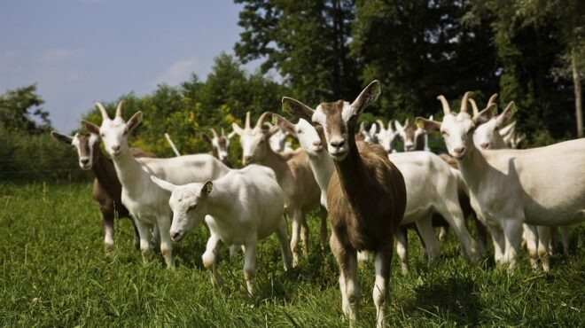 κρούσμα-αφθώδους-πυρετού-στη-λέσβο-564129910