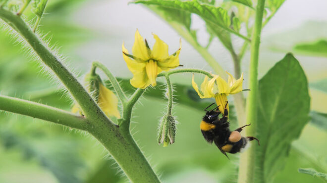 ελληνικό-σχέδιο-διάσωσης-για-τις-μέλι-564119314