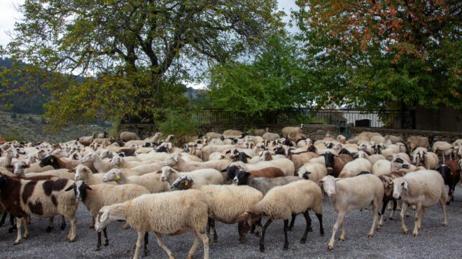 kρούσμα-ευλογιάς-στην-ηπειρο-πλήγμα-γι-564105919