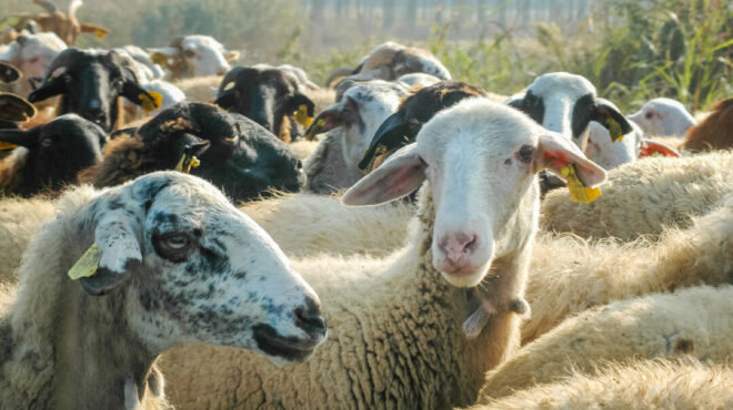 οκτώ-νέα-κρούσματα-αφθώδους-πυρετού-σ-564142435