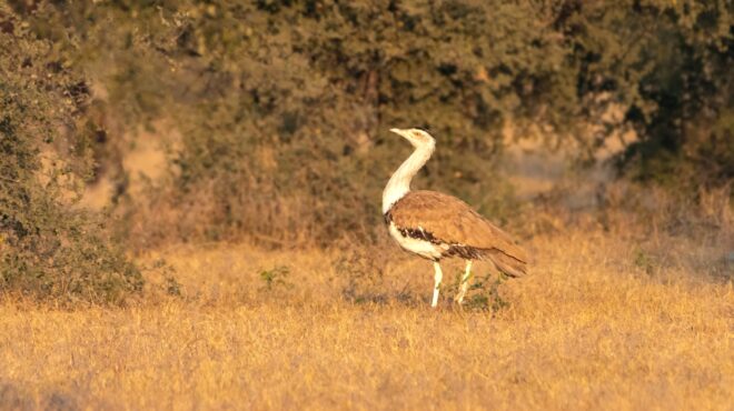 το-vip-πτηνό-της-ινδίας-μόλις-γεννήθηκε-564153172