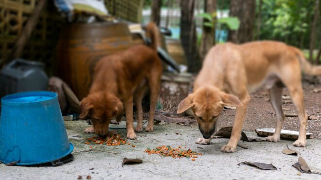 θεσσαλονίκη-σύλληψη-και-πρόστιμο-68-500-ευ-564107248