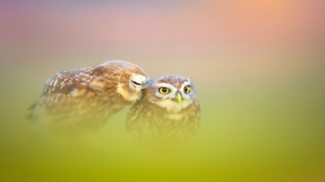 τέλος-τα-ιστορικά-πρόσωπα-στα-χαρτονο-564119452