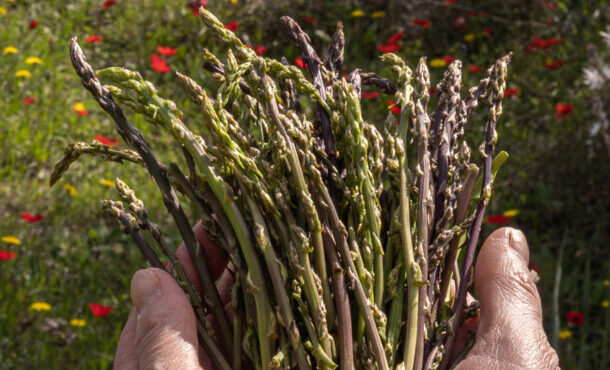 ο-καιρός-των-σπαραγγιών-φέρνει-την-πιο-564107116