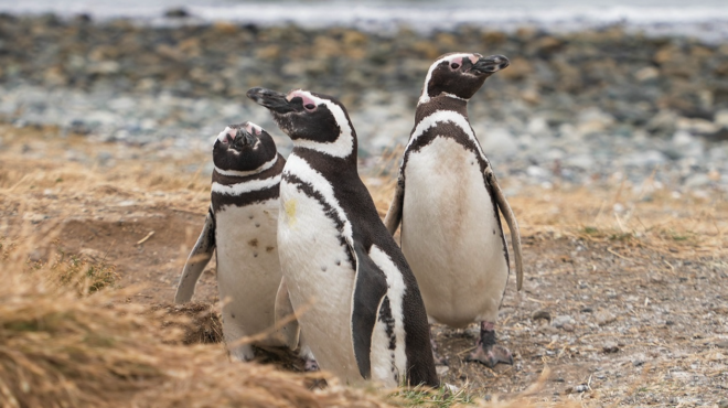 to-happy-traveller-φτάνει-στην-παταγονία-564133939