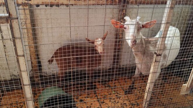 αμπελόκηποι-δικογραφία-για-παράνομη-564153157