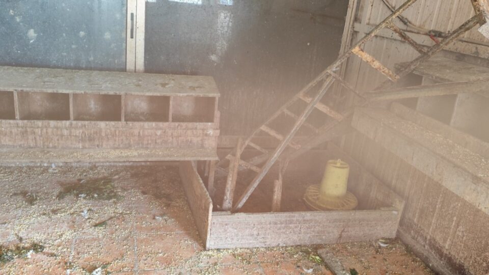 Αμπελόκηποι: Δικογραφία για παράνομη εκτροφή ζώων σε ταράτσα (εικόνες-βίντεο)-1