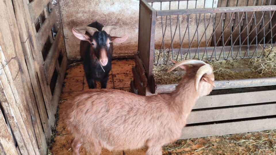 Αμπελόκηποι: Δικογραφία για παράνομη εκτροφή ζώων σε ταράτσα (εικόνες-βίντεο)-2