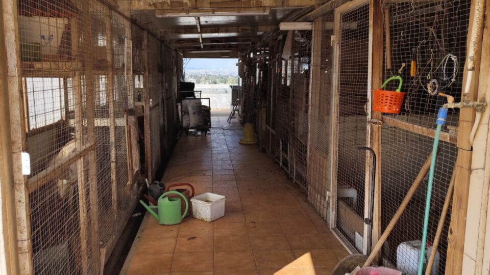 Αμπελόκηποι: Δικογραφία για παράνομη εκτροφή ζώων σε ταράτσα (εικόνες-βίντεο)-3