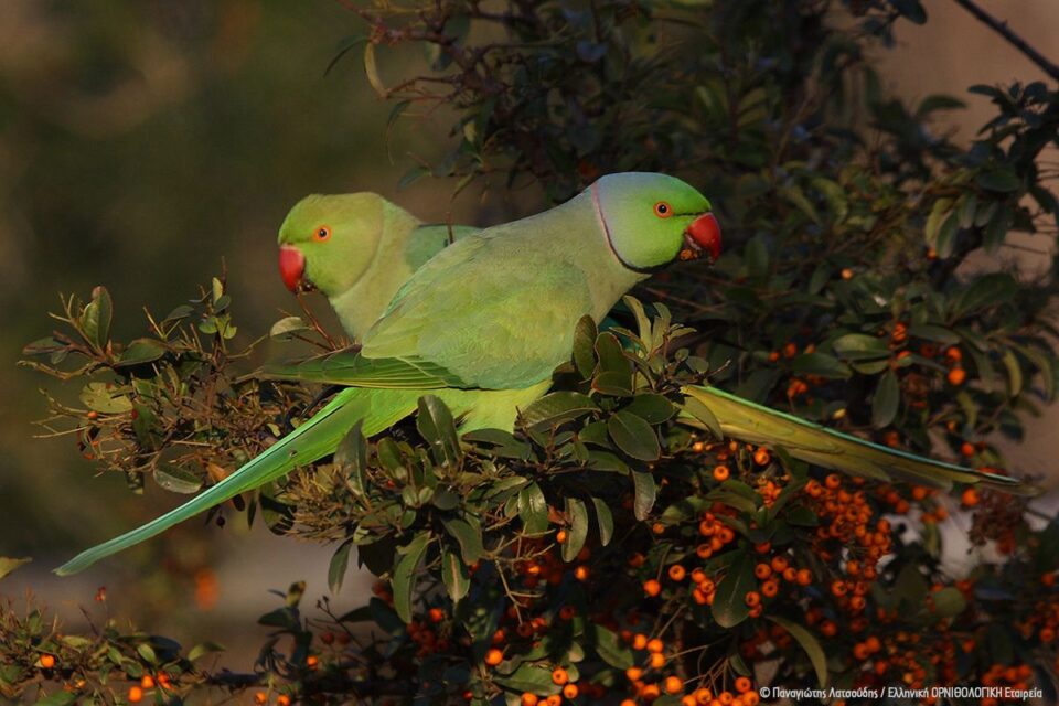 Τι ψάχνει ένας ευπατρίδης στα Μελίσσια;-2