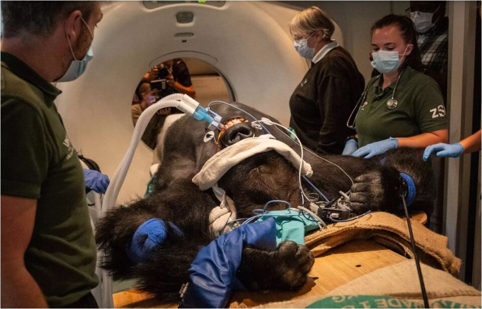 Παρακολουθώντας –προσεχώς– τα άγρια ζώα στο χειρουργείο-2