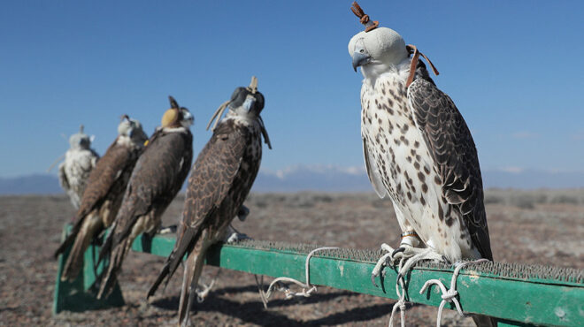 πρόγραμμα-διάσωσης-564159169