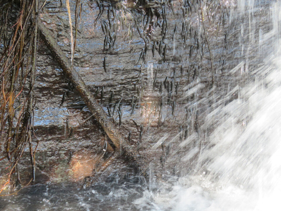 Τα ψάρια που αψηφούν τη βαρύτητα-2