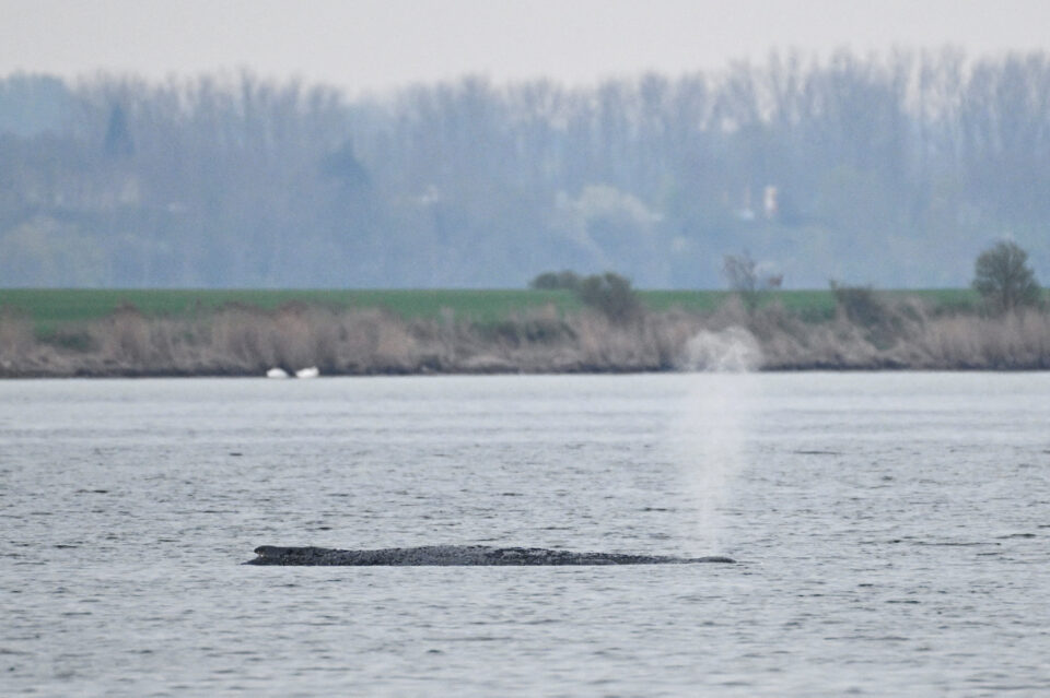 Βαλτική: Αγωνία για τη διάσωση της φάλαινας Timmy-1