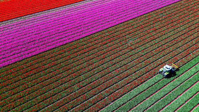 η-πολύχρωμη-ολλανδία-564192691