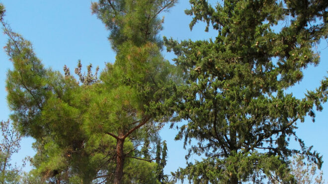 διχάζει-η-κοπή-139-μεγάλων-πεύκων-στις-αχ-564154075