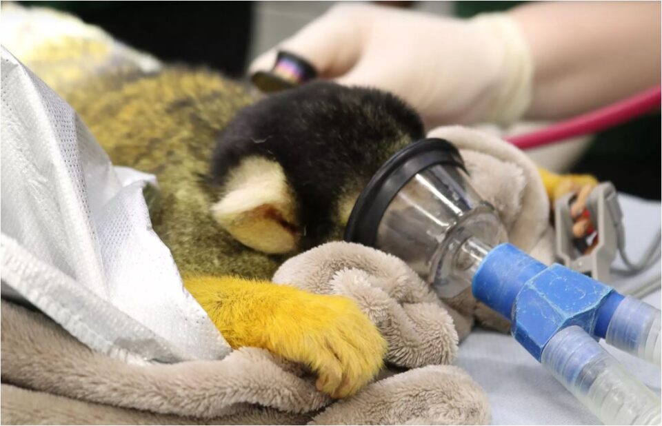 Παρακολουθώντας –προσεχώς– τα άγρια ζώα στο χειρουργείο-3