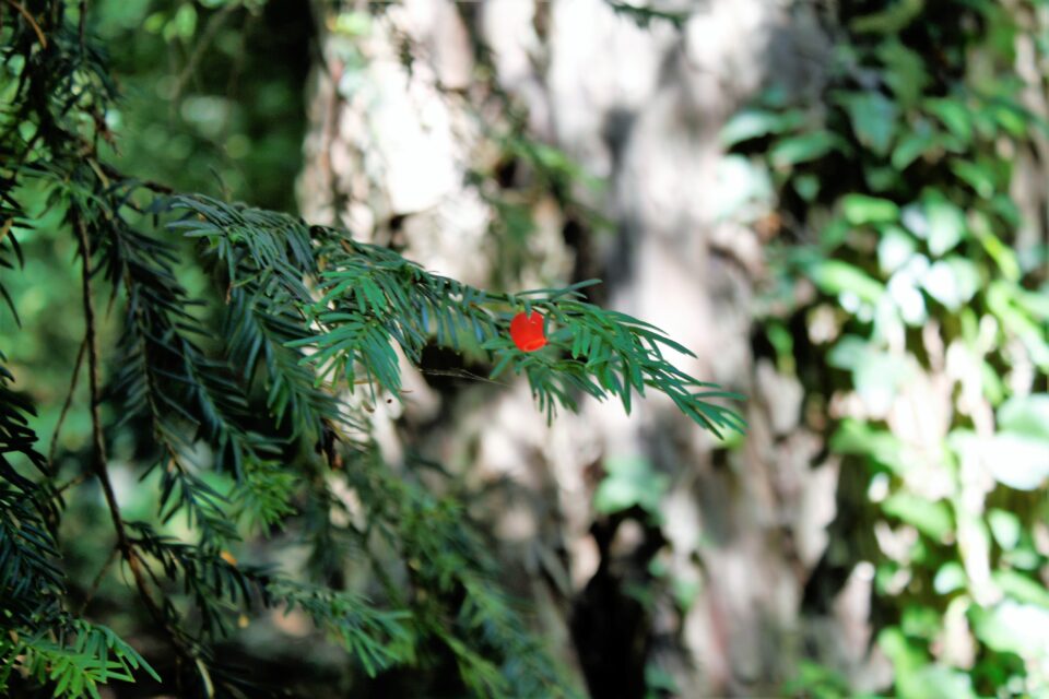 Το «δέντρο του θανάτου» στον Ολυμπο που πολεμά τον καρκίνο-1