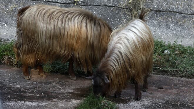 κοζάνη-συναγερμός-στις-αρχές-μετά-τον-564157993