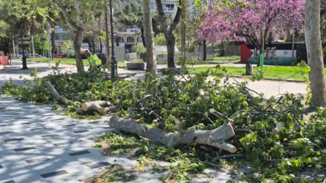 θεσσαλονίκη-πτώσεις-δέντρων-από-τους-564166957