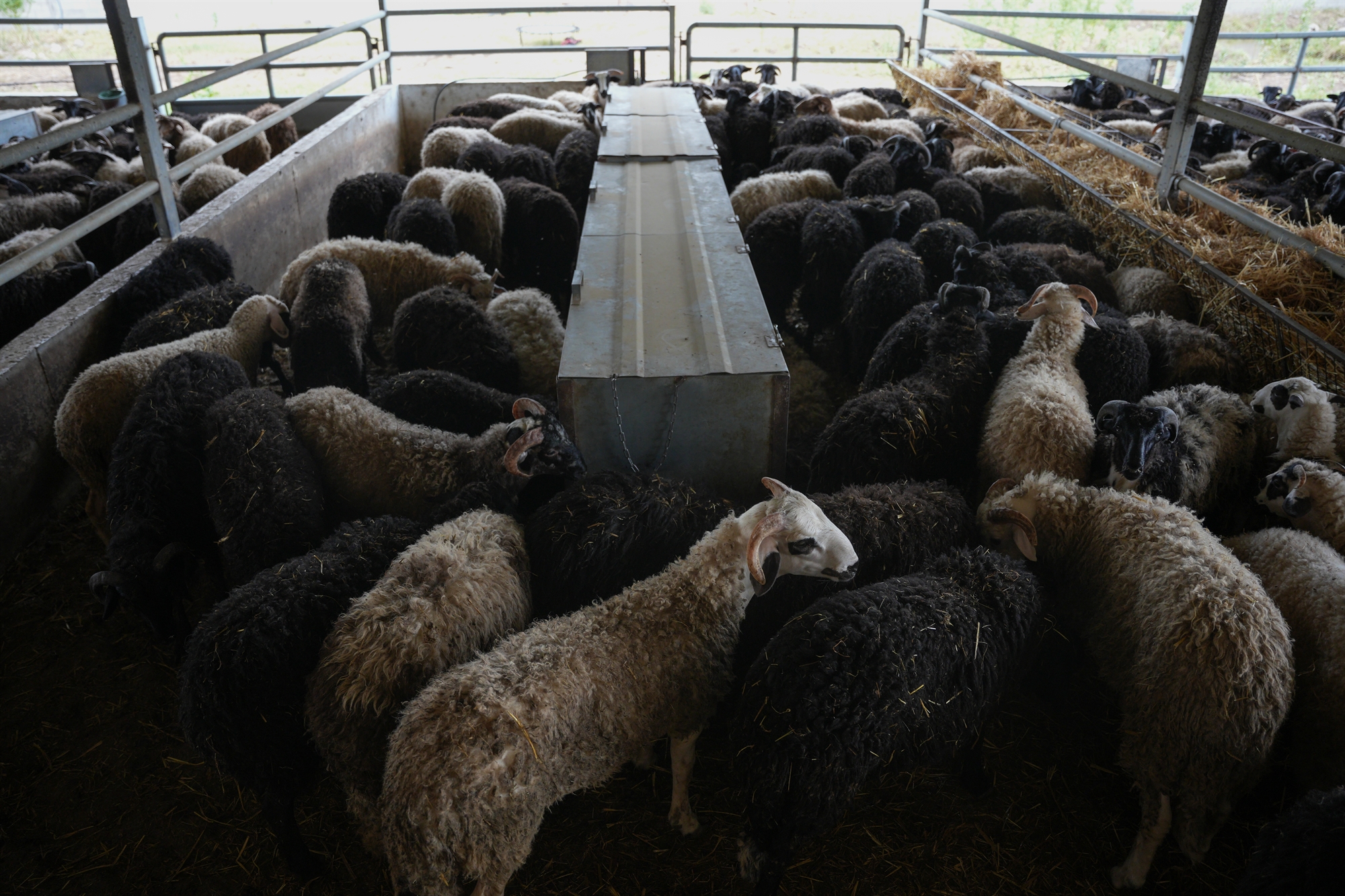 Οργή και αφθώδης πλάνη-1