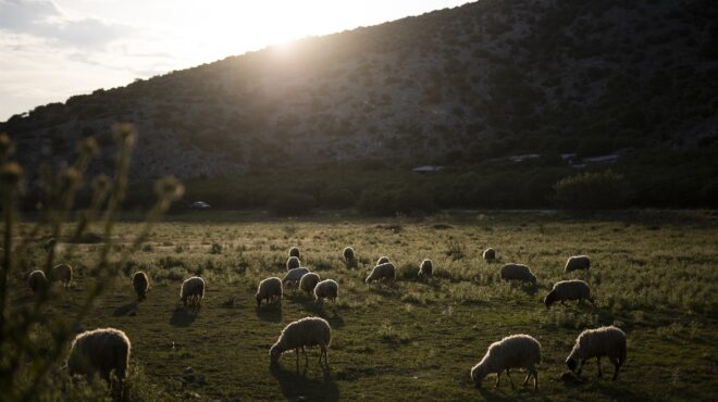 ο-ανωγειανός-που-έβοσκε-στη-νίσυρο-και-564195013