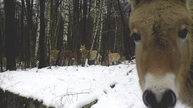 τσερνόμπιλ-40-χρόνια-μετά-ο-άνθρωπος-έφ-564183373