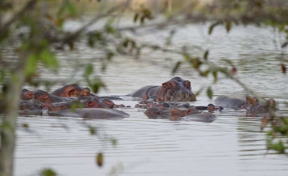 Κολομβία: Πράσινο φως για τη θανάτωση δεκάδων «ιπποποτάμων του Εσκομπάρ»-3