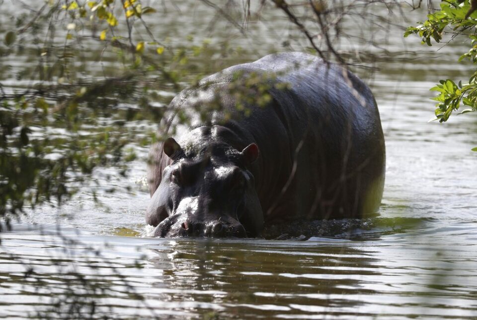 Κολομβία: Πράσινο φως για τη θανάτωση δεκάδων «ιπποποτάμων του Εσκομπάρ»-1
