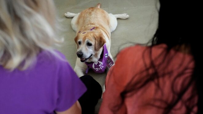 βραζιλία-συνεπιμέλεια-στα-κατοικί-564156109