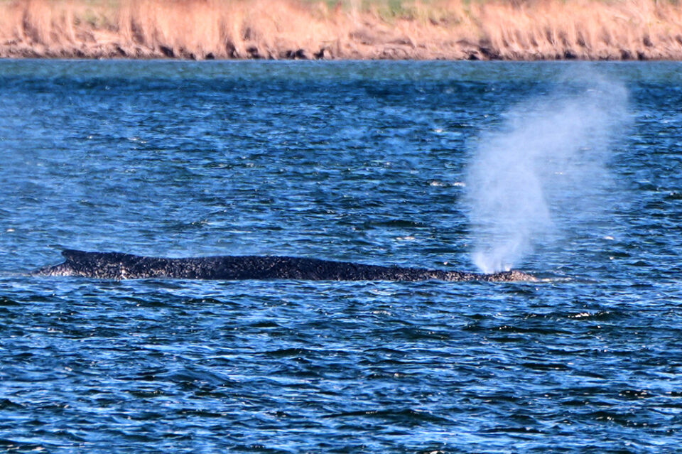 Τελευταία ευκαιρία για τη φάλαινα Timmy με λίγη βοήθεια από τους… εκατομμυριούχους φίλους της-1