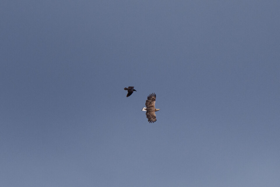 Τσερνόμπιλ 40 χρόνια μετά: Ο άνθρωπος έφυγε, η φύση κατέλαβε το τοπίο-12