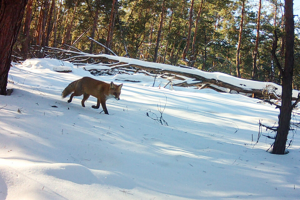 Τσερνόμπιλ 40 χρόνια μετά: Ο άνθρωπος έφυγε, η φύση κατέλαβε το τοπίο-10
