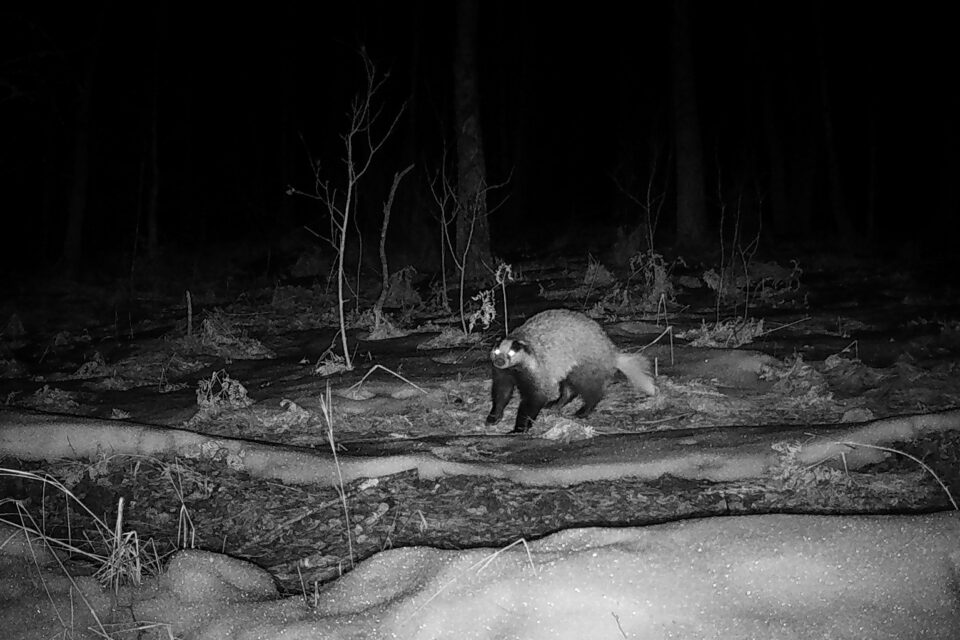 Τσερνόμπιλ 40 χρόνια μετά: Ο άνθρωπος έφυγε, η φύση κατέλαβε το τοπίο-9