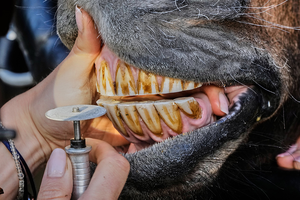 Η επιστροφή-3