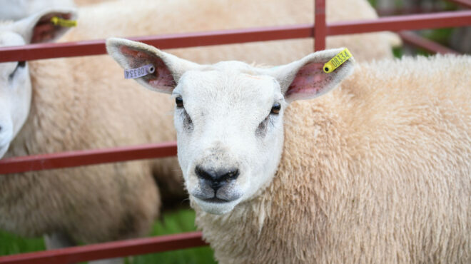 θεσσαλονίκη-αυξάνονται-τα-περιστατι-564158992